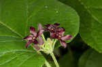 Maroon Carolina milkvine